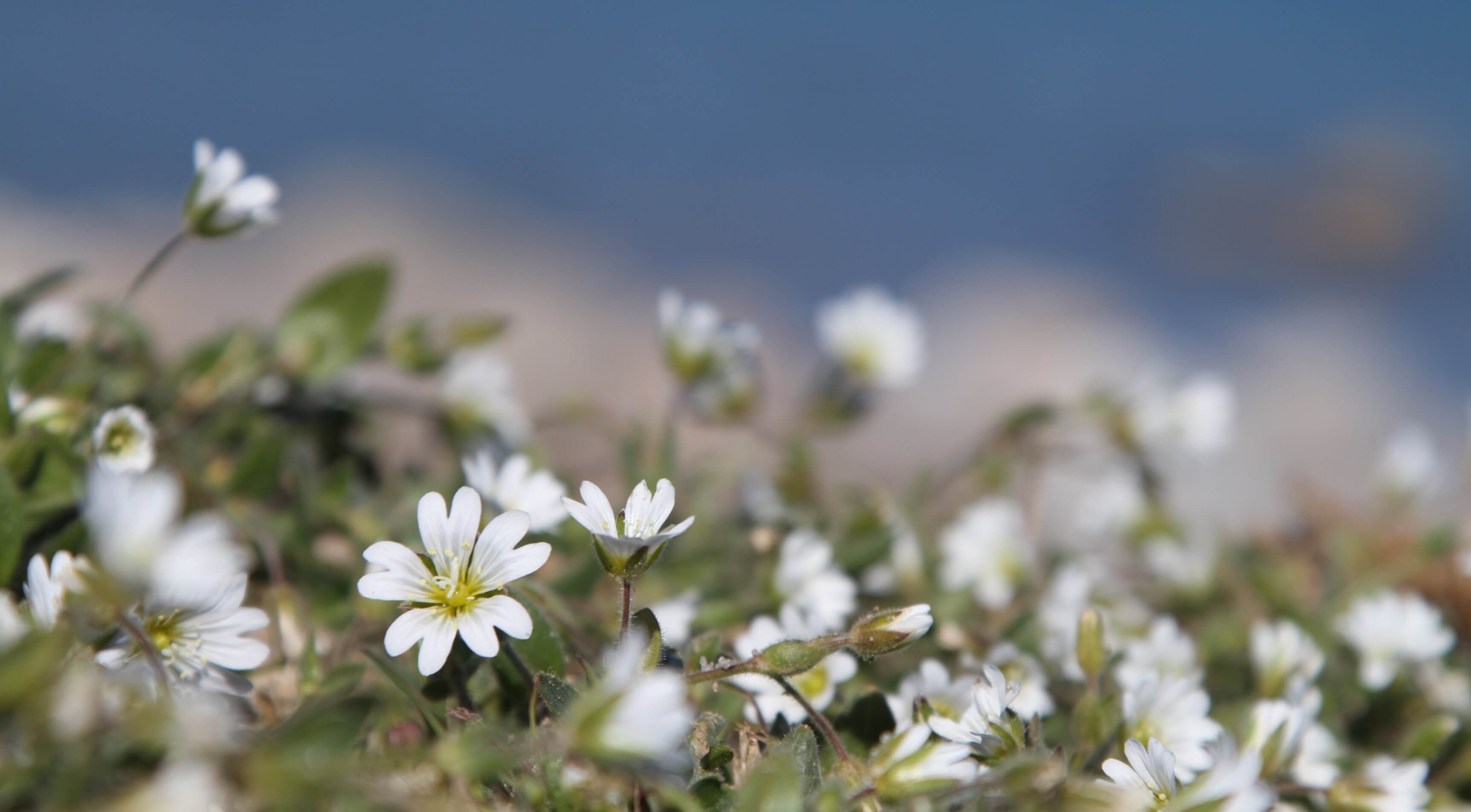 Flowers in Qikiqtarjuaq - Sentinel North international phd school