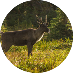 La tordeuse fait la vie dure au caribou forestier sentinelle nord